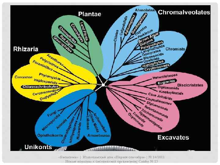  «Биология» | Издательский дом «Первое сентября» | № 14/2011 Новые подходы к систематике