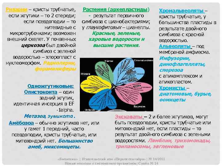 Ризарии – кристы трубчатые, Растения (архепластиды) если жгутики – то 2 спереди; - результат