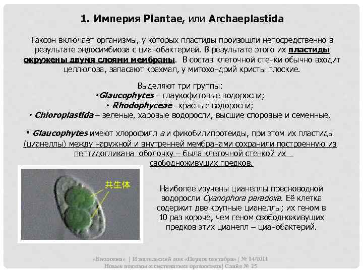 1. Империя Plantae, или Archaeplastida Таксон включает организмы, у которых пластиды произошли непосредственно в