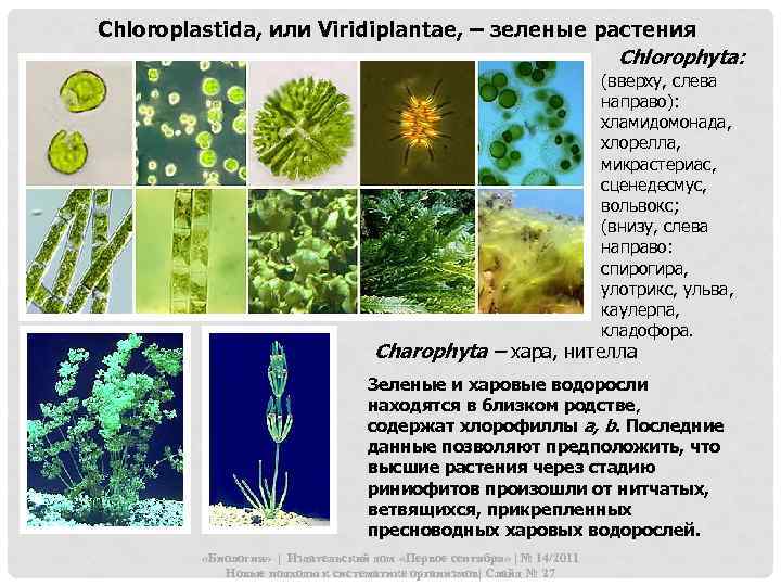 Chloroplastida, или Viridiplantae, – зеленые растения Chlorophyta: (вверху, слева направо): хламидомонада, хлорелла, микрастериас, сценедесмус,