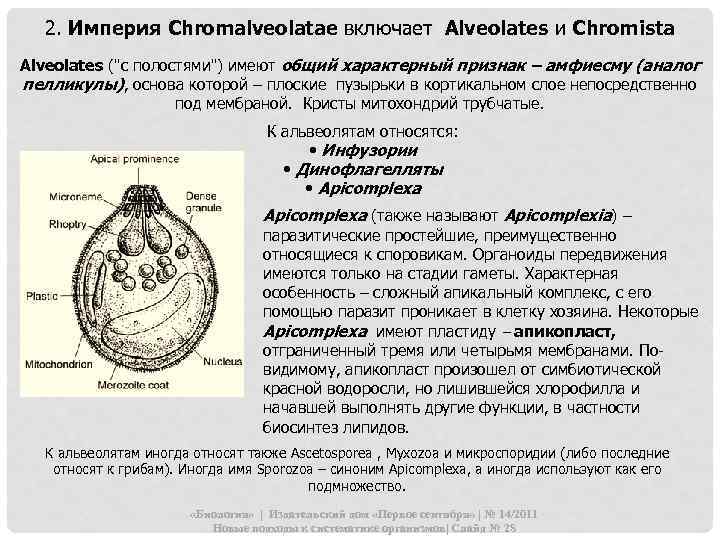 2. Империя Chromalveolatae включает Alveolates и Chromista Alveolates (