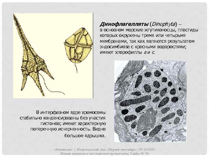 Динофлагелляты (Dinophyta) – в основном морские жгутиконосцы, пластиды которых окружены тремя или четырьмя мембранами,