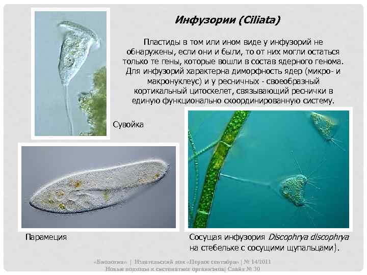 Инфузории (Ciliata) Пластиды в том или ином виде у инфузорий не обнаружены, если они