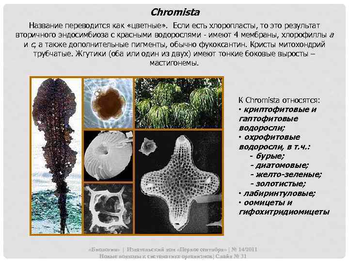 Chromista Название переводится как «цветные» . Если есть хлоропласты, то это результат вторичного эндосимбиоза