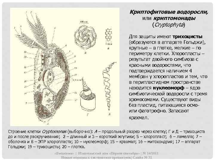 Криптофитовые водоросли, или криптомонады (Cryptophyta) Для защиты имеют трихоцисты (образуются в аппарате Гольджи), крупные