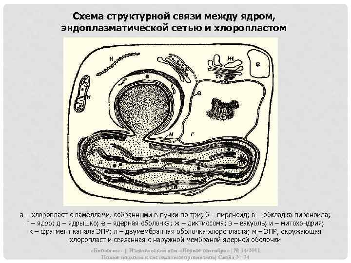 Схема структурной связи между ядром, эндоплазматической сетью и хлоропластом а – хлоропласт с ламеллами,