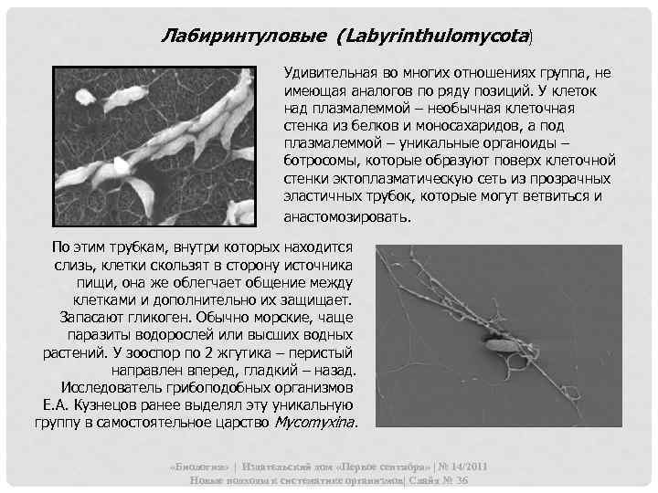 Лабиринтуловые (Labyrinthulomycota) Удивительная во многих отношениях группа, не имеющая аналогов по ряду позиций. У