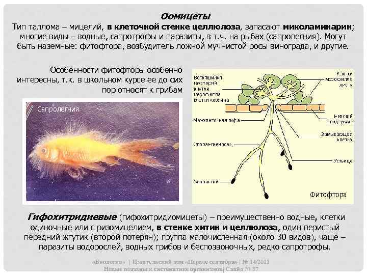 Оомицеты Тип таллома – мицелий, в клеточной стенке целлюлоза, запасают миколаминарин; многие виды –