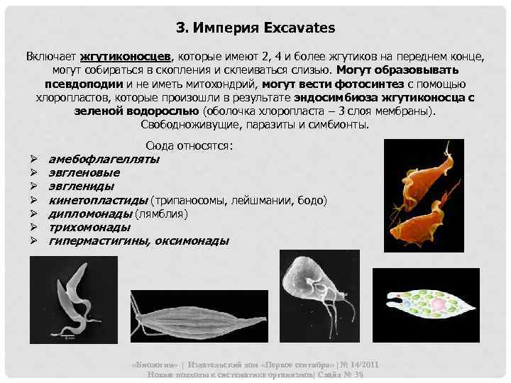 3. Империя Excavates Включает жгутиконосцев, которые имеют 2, 4 и более жгутиков на переднем