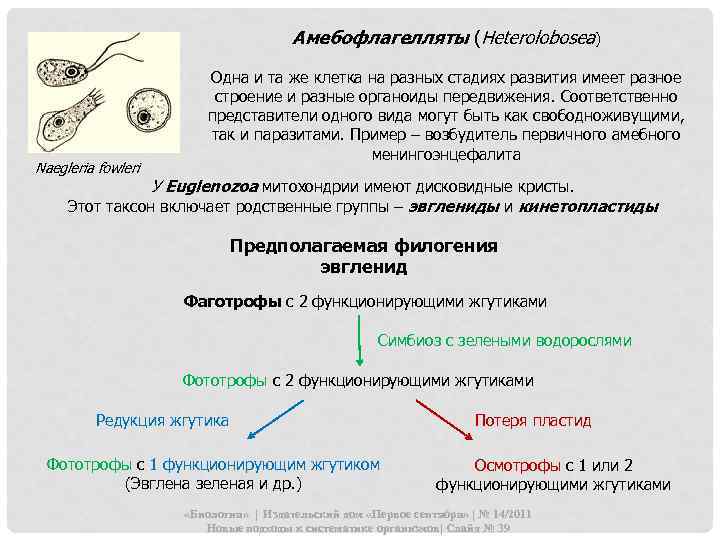 Амебофлагелляты (Нeterolobosea) Naegleria fowleri Одна и та же клетка на разных стадиях развития имеет