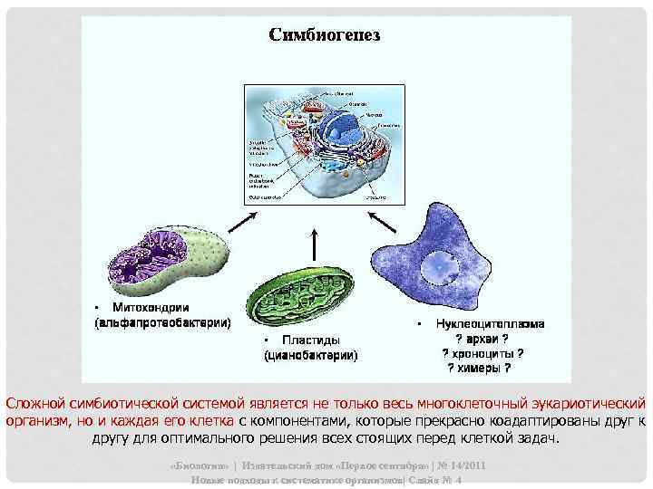 Сложной симбиотической системой является не только весь многоклеточный эукариотический организм, но и каждая его