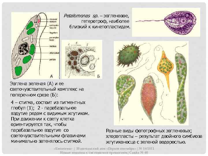 Рetalomonas sp. – эвгленовое, гетеротроф, наиболее близкий к кинетопластидам. А Б Эвглена зеленая (А)