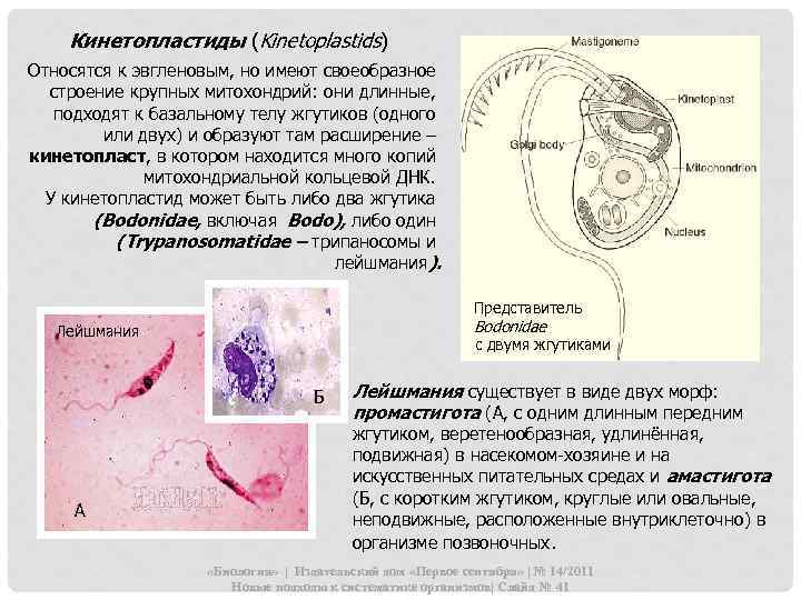 Кинетопластиды (Kinetoplastids) Относятся к эвгленовым, но имеют своеобразное строение крупных митохондрий: они длинные, подходят