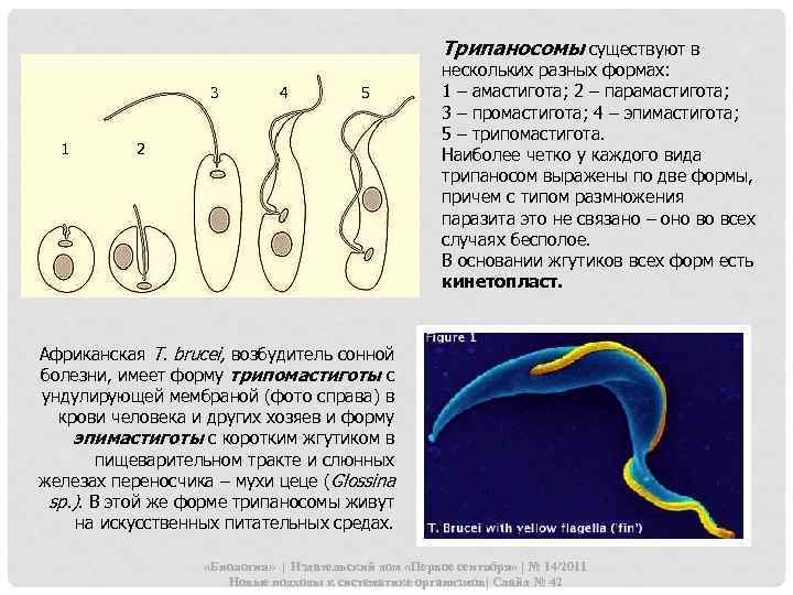 Рассмотрите рисунок на котором представлен цикл развития трипаносомы и ответьте на вопросы