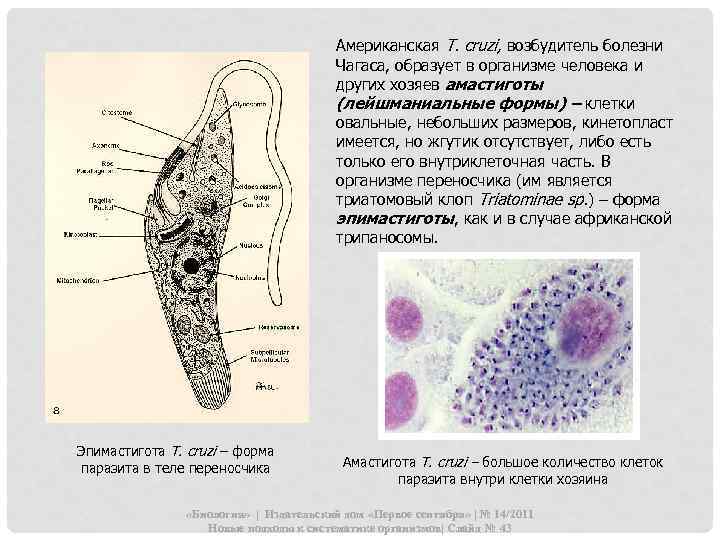 Американская Т. cruzi, возбудитель болезни Чагаса, образует в организме человека и других хозяев амастиготы