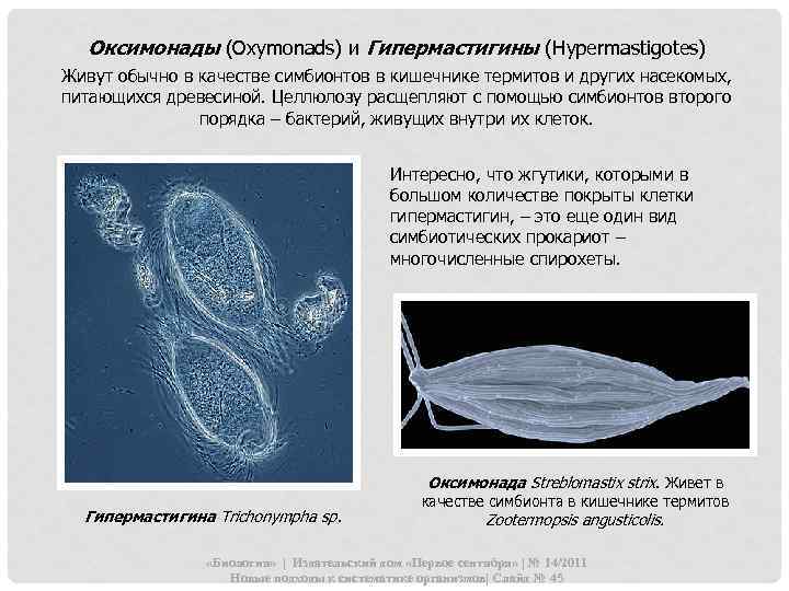 Оксимонады (Оxymonads) и Гипермастигины (Нypermastigotes) Живут обычно в качестве симбионтов в кишечнике термитов и