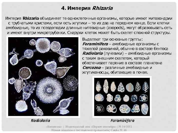 4. Империя Rhizaria объединяет те одноклеточные организмы, которые имеют митохондрии с трубчатыми кристами, если