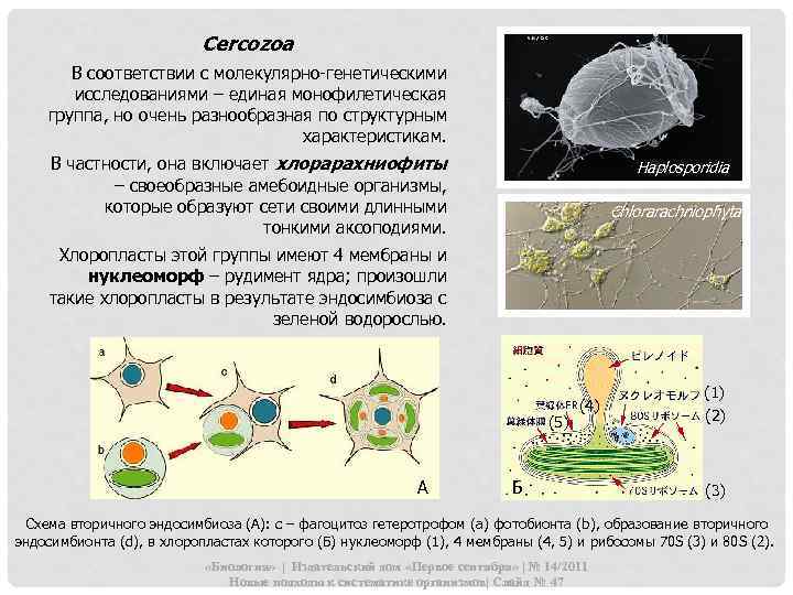 Cercozoa В соответствии с молекулярно-генетическими исследованиями – единая монофилетическая группа, но очень разнообразная по