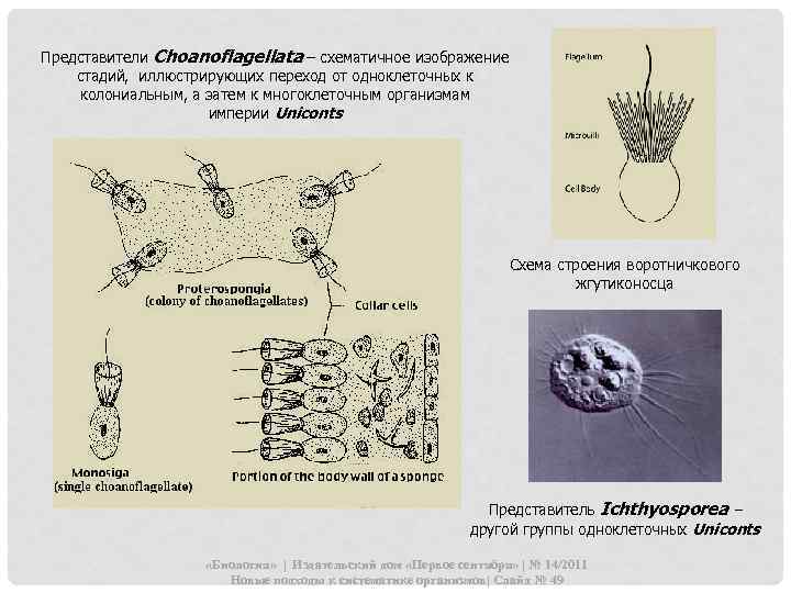 Представители Choanoflagellata – схематичное изображение стадий, иллюстрирующих переход от одноклеточных к колониальным, а затем