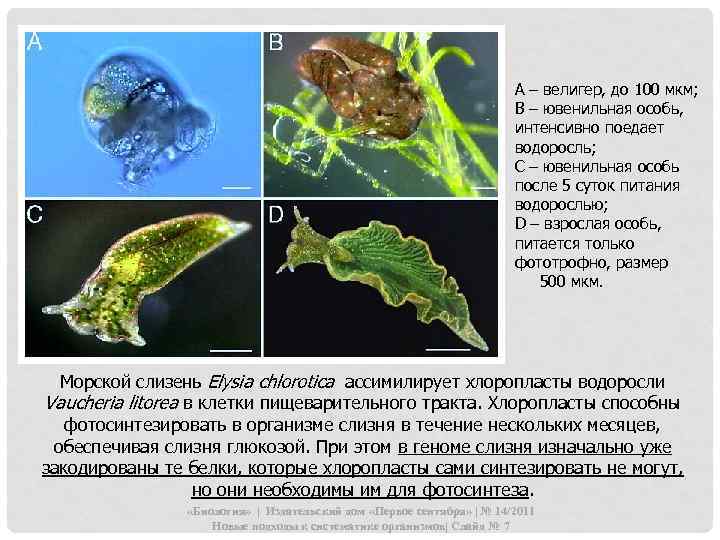 А – велигер, до 100 мкм; В – ювенильная особь, интенсивно поедает водоросль; С