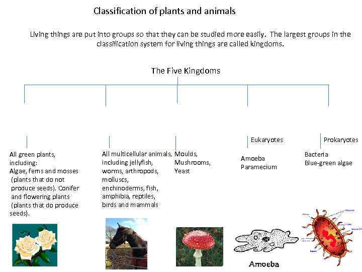 Classification of plants and animals Living things are put into groups so that they