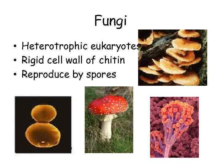 Fungi • Heterotrophic eukaryotes • Rigid cell wall of chitin • Reproduce by spores