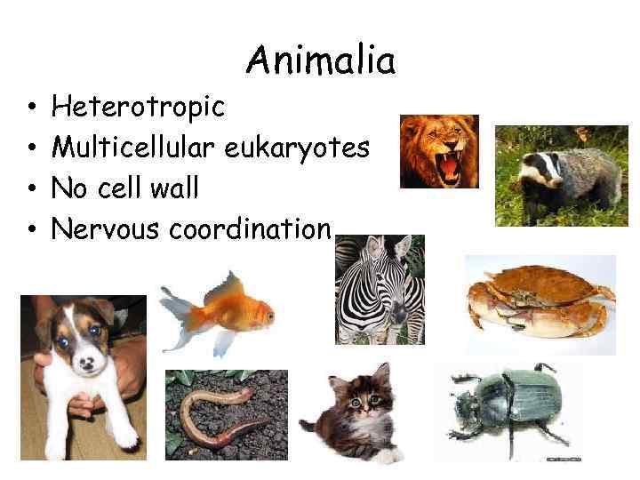 Animalia • • Heterotropic Multicellular eukaryotes No cell wall Nervous coordination 