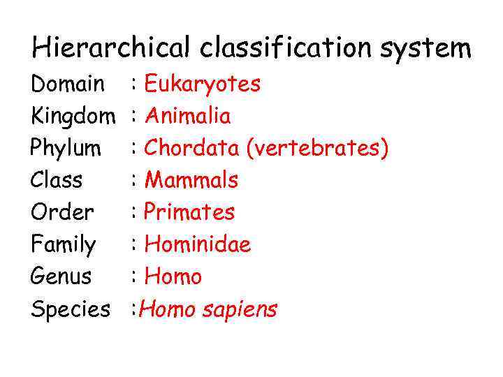 Hierarchical classification system Domain Kingdom Phylum Class Order Family Genus Species : Eukaryotes :