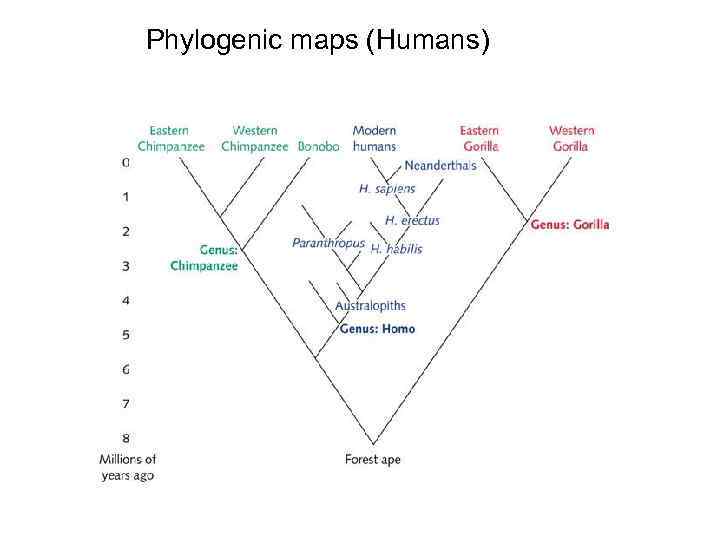 Phylogenic maps (Humans) 