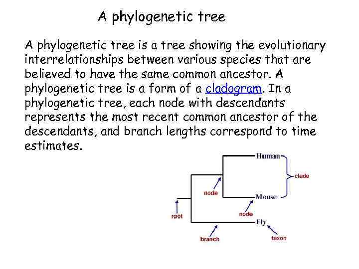A phylogenetic tree is a tree showing the evolutionary interrelationships between various species that
