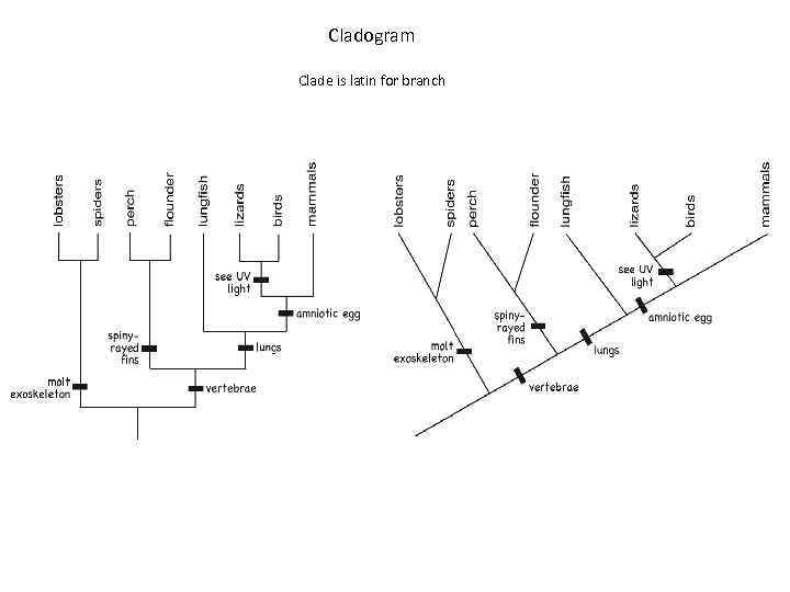Cladogram Clade is latin for branch 