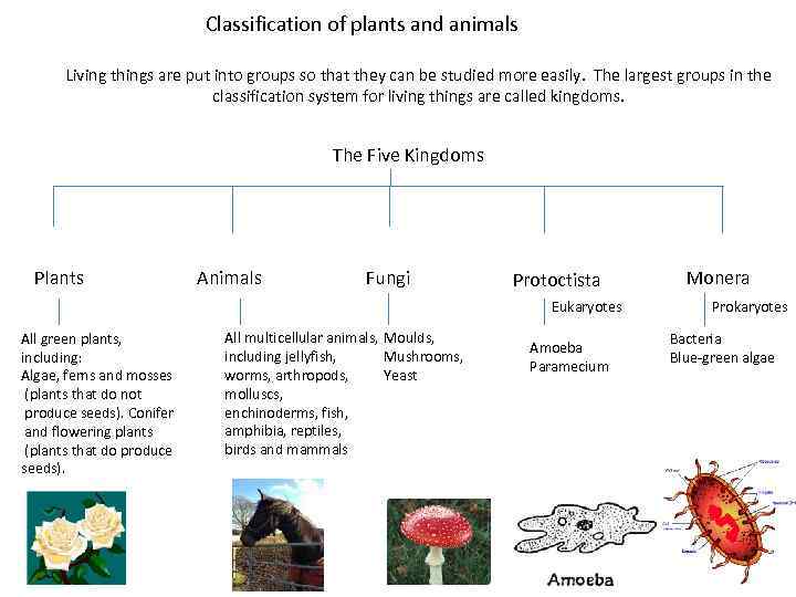 Classification of plants and animals Living things are put into groups so that they