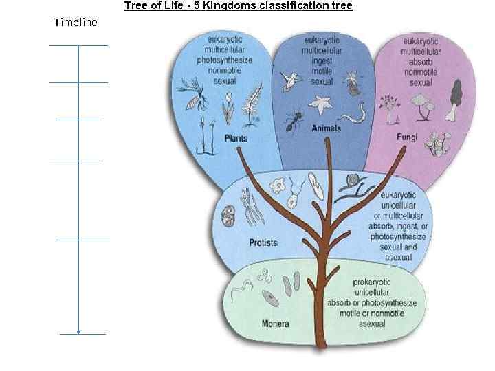 Tree of Life - 5 Kingdoms classification tree Timeline 