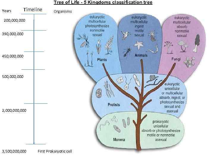 Tree of Life - 5 Kingdoms classification tree Years Timeline Organisms 200, 000 390,
