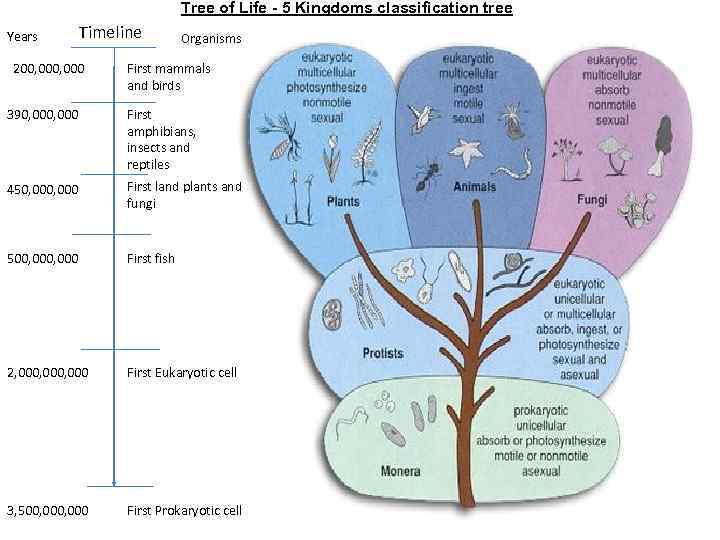 Tree of Life - 5 Kingdoms classification tree Years Timeline 200, 000 Organisms First
