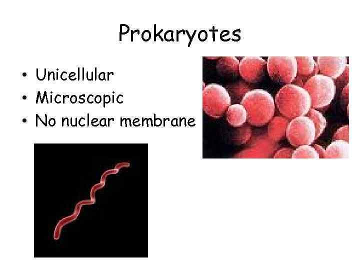 Prokaryotes • Unicellular • Microscopic • No nuclear membrane 
