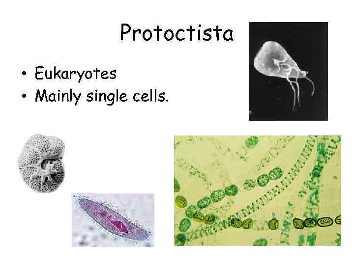 Protoctista • Eukaryotes • Mainly single cells. 