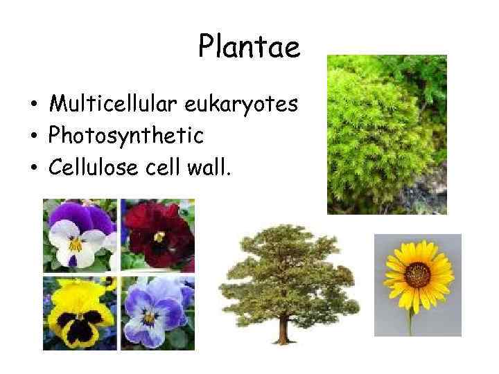 Plantae • Multicellular eukaryotes • Photosynthetic • Cellulose cell wall. 