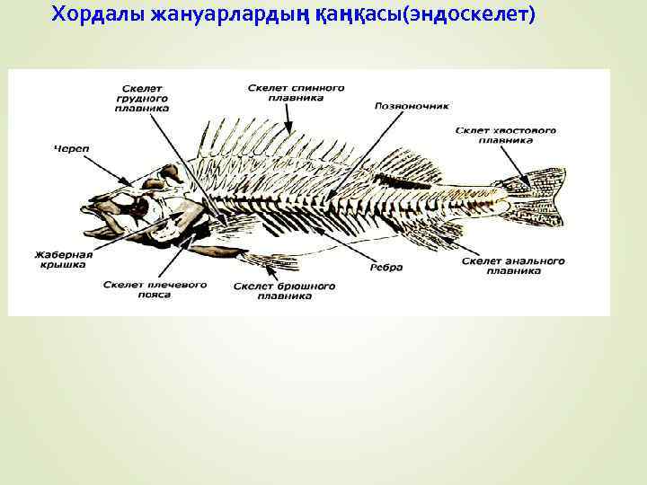 Хордалы жануарлардың қаңқасы(эндоскелет) 