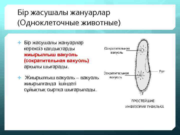 Бір жасушалы жануарлар (Одноклеточные животные) Бір жасушалы жануарлар керексіз қалдықтарды жиырылғыш вакуоль (сократительная вакуоль)