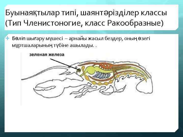 Буынаяқтылар типі, шаянтәрізділер классы (Тип Членистоногие, класс Ракообразные) Бөліп шығару мүшесі – арнайы жасыл