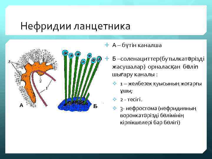 Нефридии ланцетника А – бүтін каналша Б –соленациттер(бутылкатәрізді жасушалар) орналасқан бөліп шығару каналы :