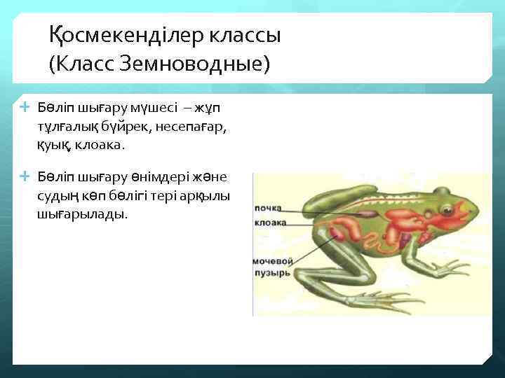 Қосмекенділер классы (Класс Земноводные) Бөліп шығару мүшесі – жұп тұлғалық бүйрек, несепағар, қуық, клоака.