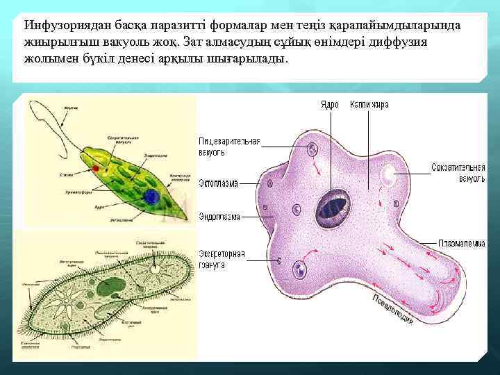Инфузориядан басқа паразитті формалар мен теңіз қарапайымдыларында жиырылғыш вакуоль жоқ. Зат алмасудың сұйық өнімдері