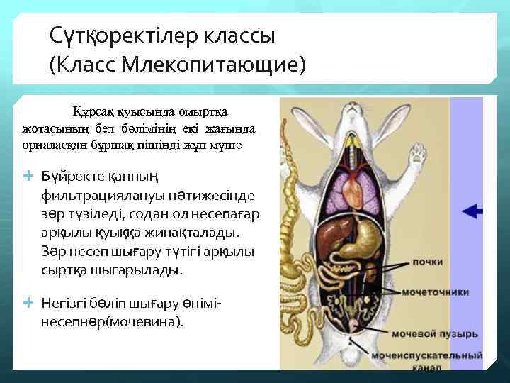 Сүтқоректілер классы (Класс Млекопитающие) Құрсақ қуысында омыртқа жотасының бел бөлімінің екі жағында орналасқан бұршақ