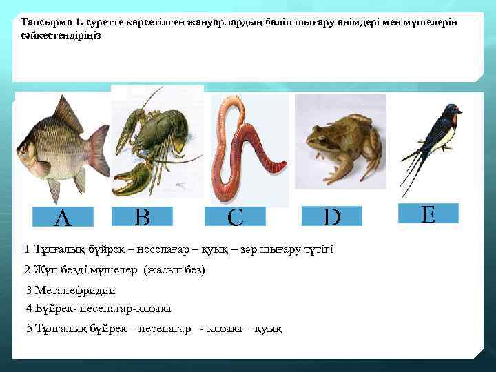 Тапсырма 1. суретте көрсетілген жануарлардың бөліп шығару өнімдері мен мүшелерін сәйкестендіріңіз А B C