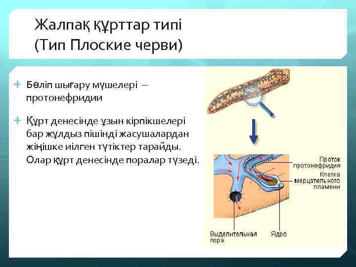 Жалпақ құрттар типі (Тип Плоские черви) Бөліп шығару мүшелері – протонефридии Құрт денесінде ұзын