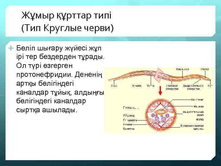 Жұмыр құрттар типі (Тип Круглые черви) Бөліп шығару жүйесі жұп ірі тер бездерден тұрады.