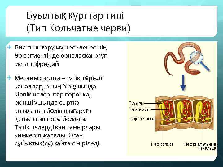 Буылтық құрттар типі (Тип Кольчатые черви) Бөліп шығару мүшесі-денесінің әр сегментінде орналасқан жұп метанефридий