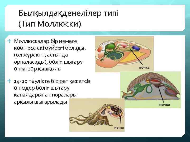 Былқылдақденелілер типі (Тип Моллюски) Моллюскалар бір немесе көбінесе екі бүйрегі болады. (ол жүректің астында